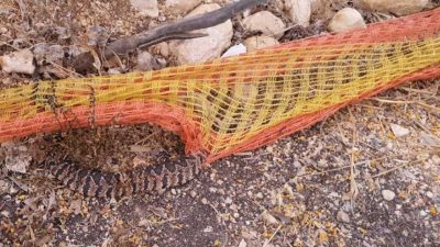 הנחש שהסתבך, קרדיט צילום רשות הטבע והגנים