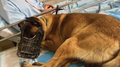 הכלב דאגו, קרדיט צילום דוברות רמב"ם